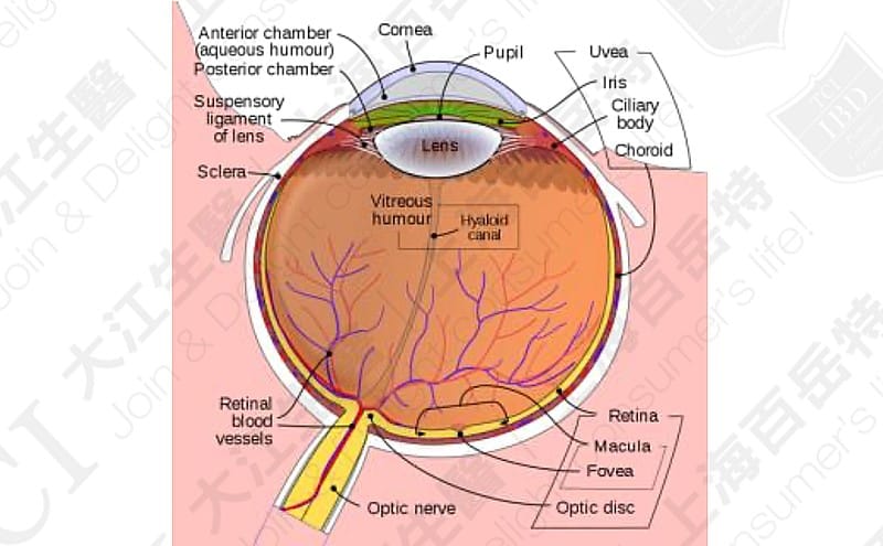 人类眼球解剖示意图 资料来源:维基百科