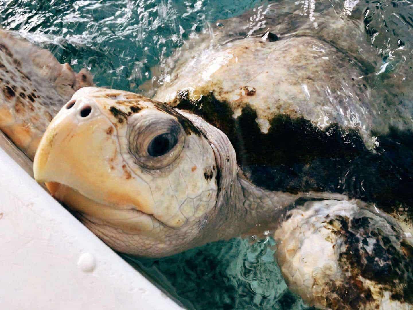 TCI大江生医投入海洋保护行动，与海生馆合作海龟野放活动5