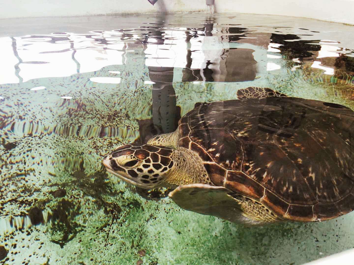 TCI大江生医投入海洋保护行动，与海生馆合作海龟野放活动2